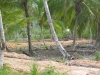 immobilier Las Terrenas